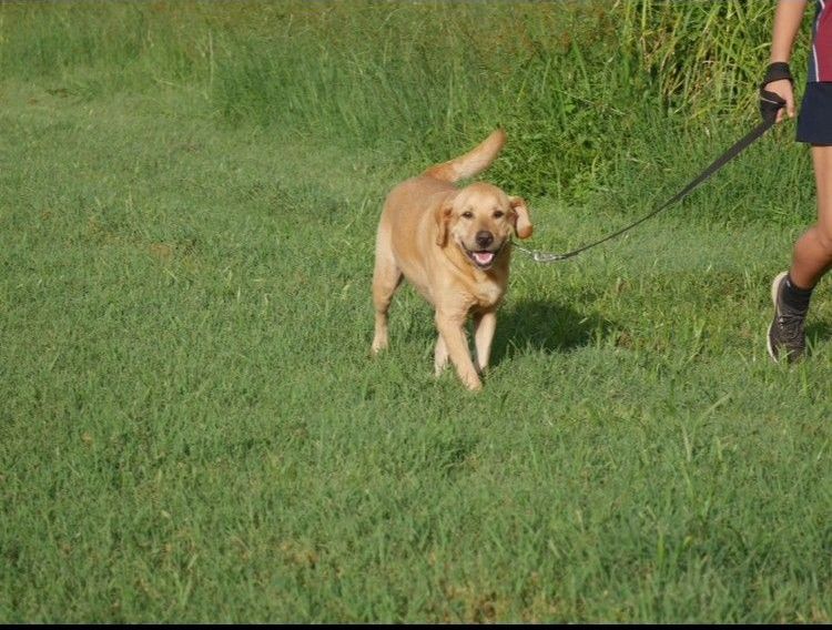 A person is walking a dog on a leash in a grassy field.