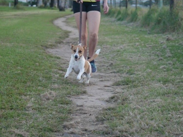 A person is walking a small dog on a leash in a park.