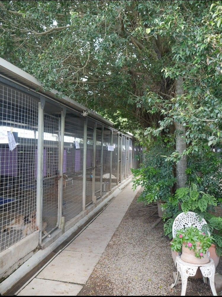 A dog is sitting on a bench in a kennel.