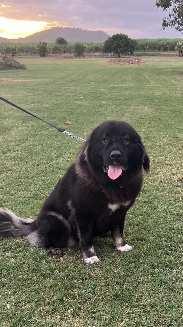A black dog is sitting in the grass on a leash.