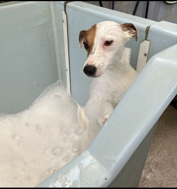 A small white dog is taking a bath in a bathtub filled with foam.