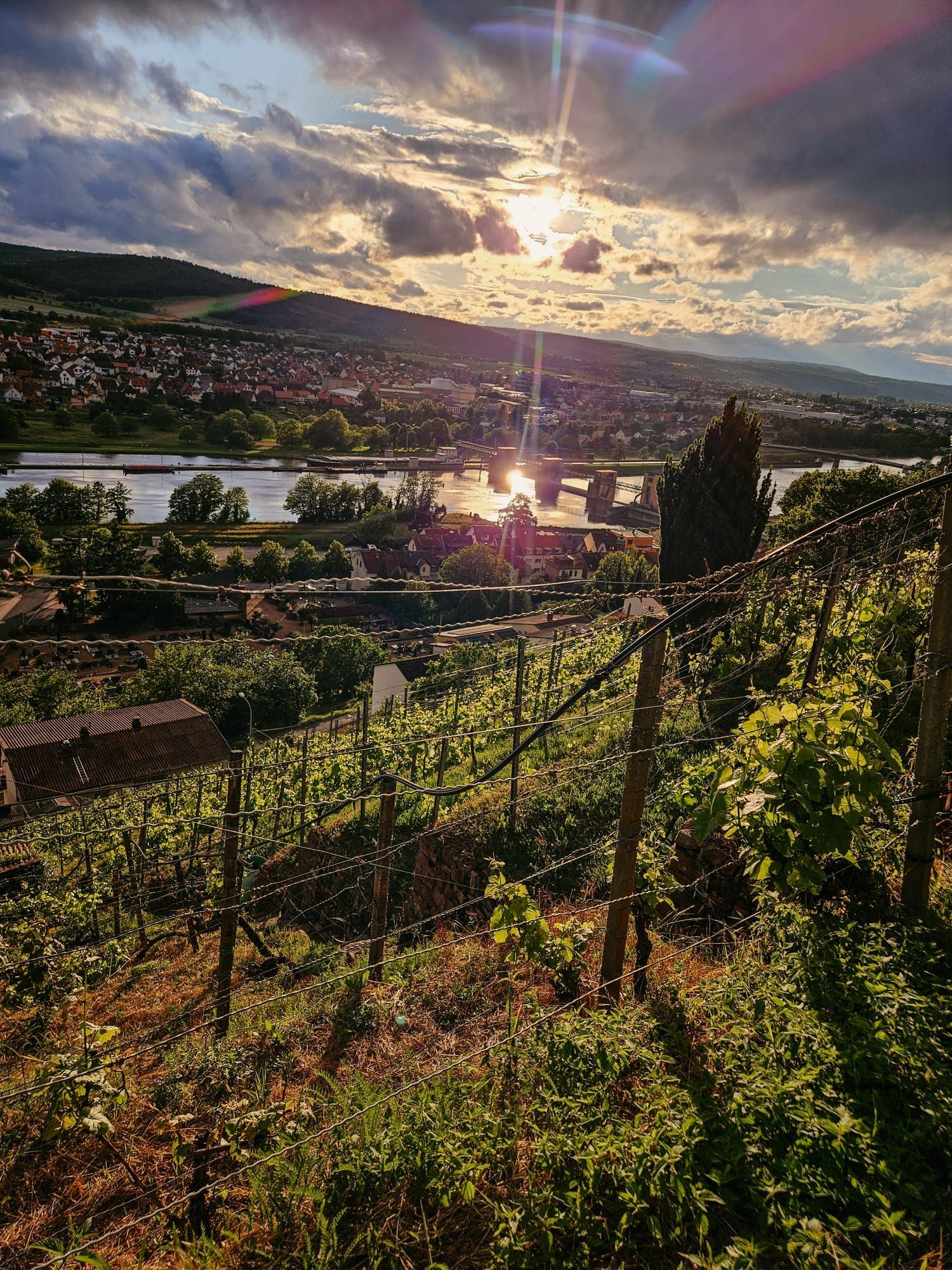Abendstimmung im Weinberg