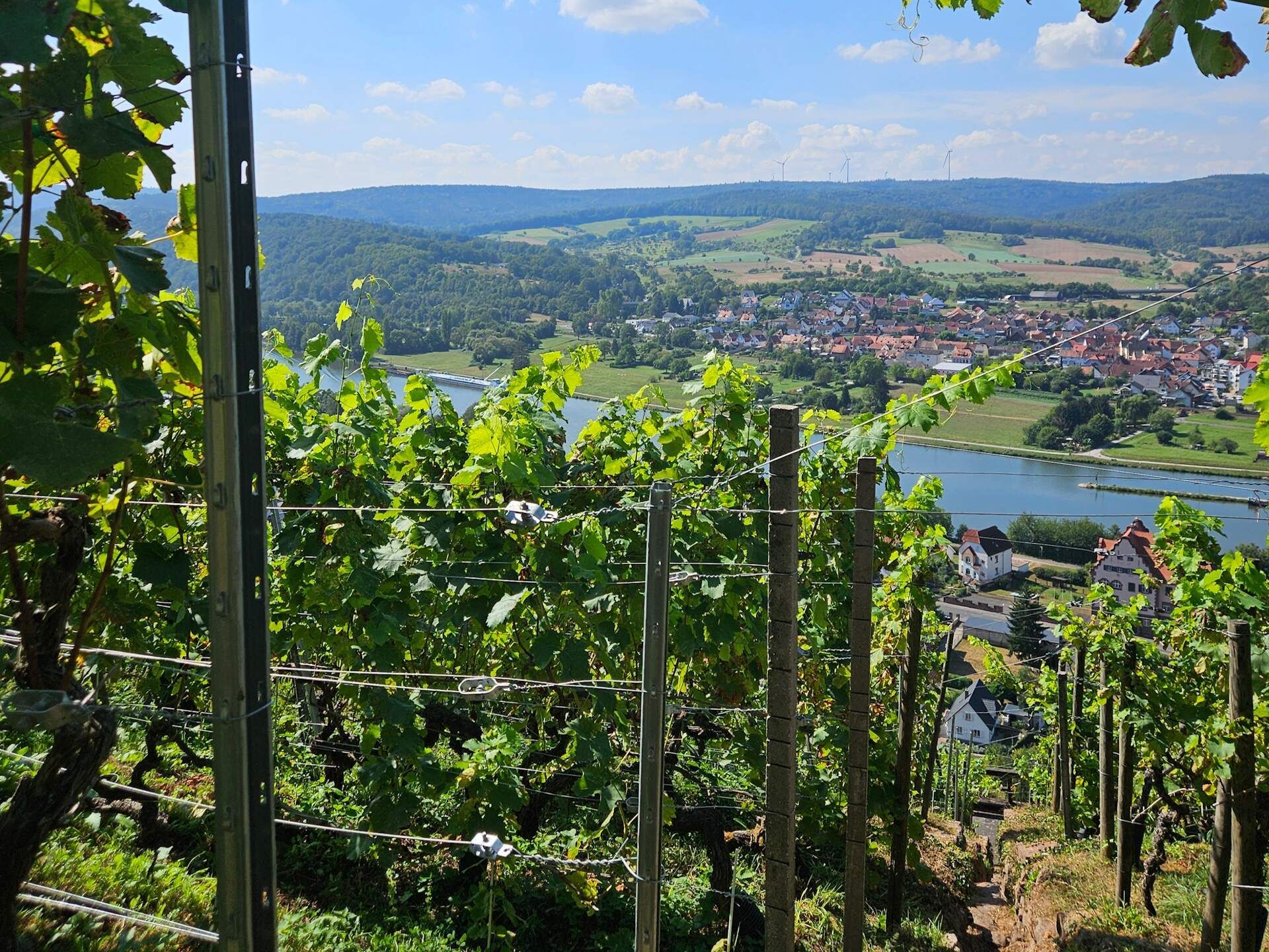 Aussicht Weinberg