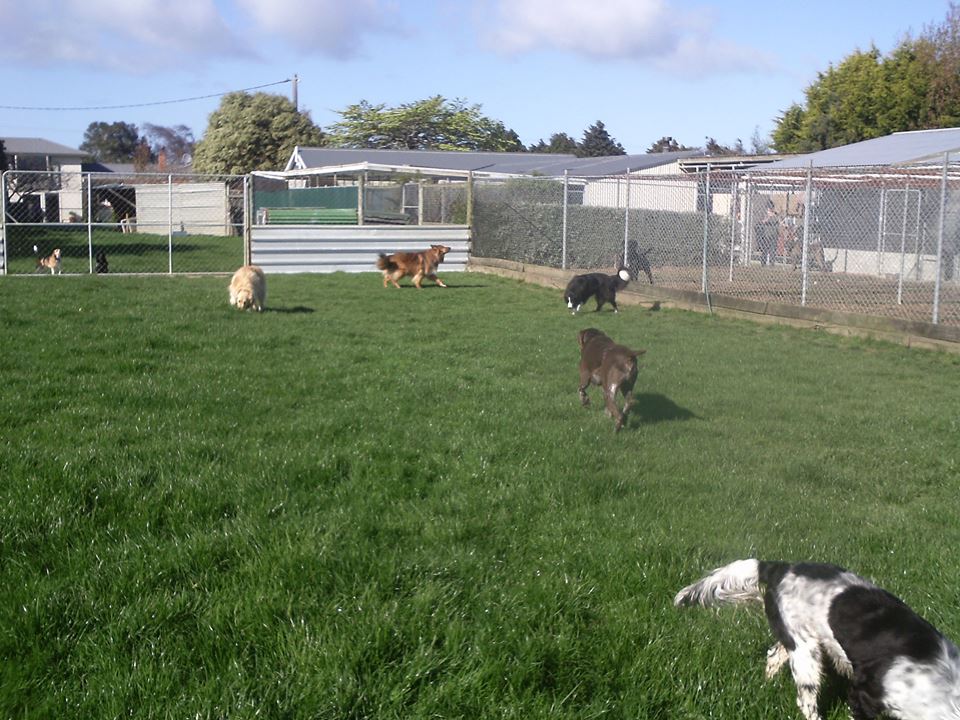 Pet Carers | Invercargill, NZ | Lornewood Kennels & Cattery