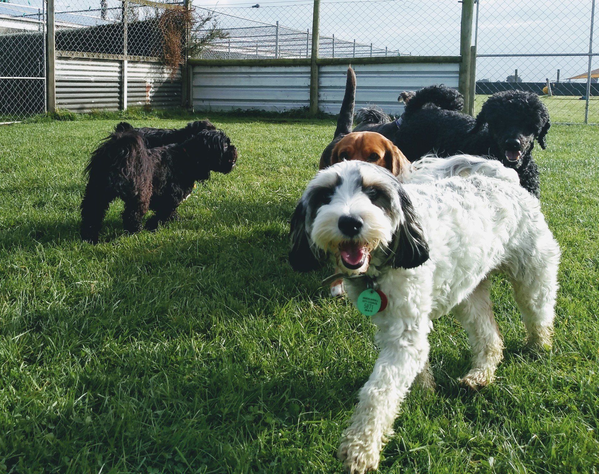 Pet Carers Invercargill, NZ Lornewood Kennels & Cattery