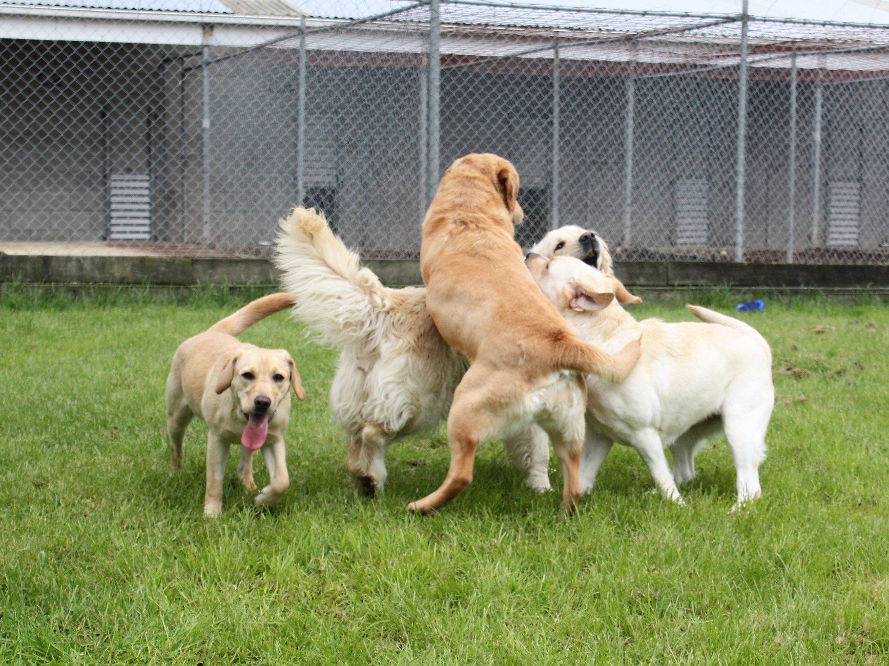 View of dogs at the facility 