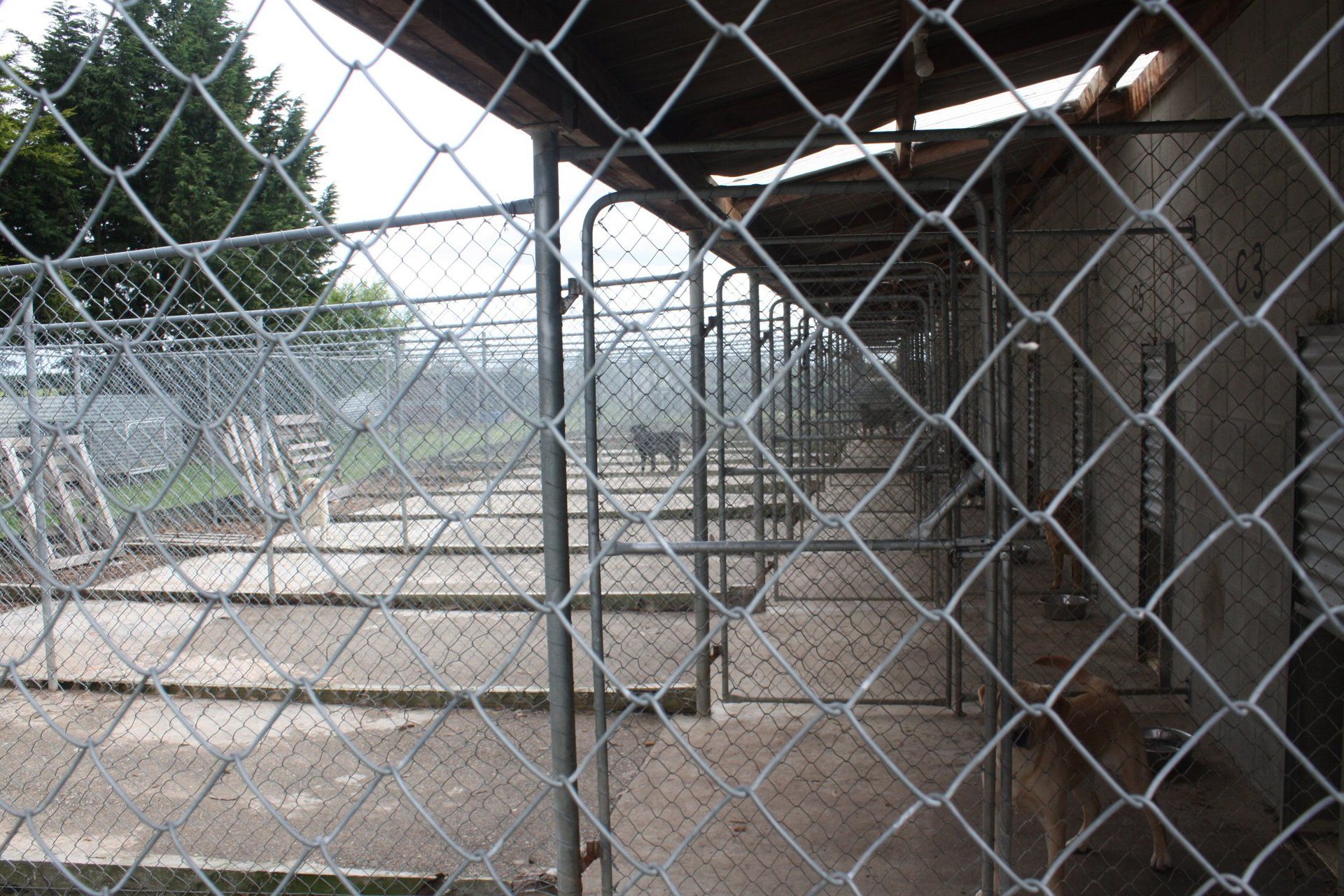 Pet Carers Invercargill, NZ Lornewood Kennels & Cattery