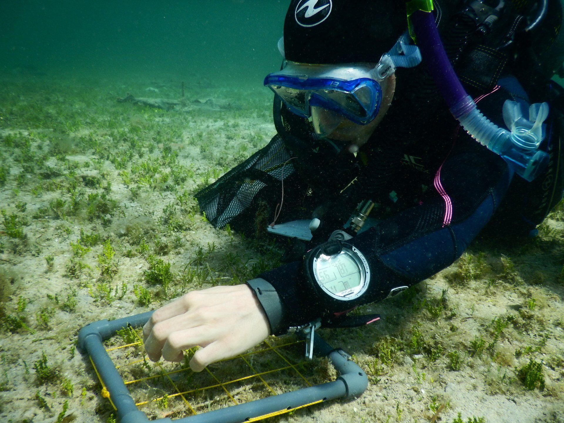 Investigadoras del IMEDEA investigan en Cabrera la invasión del alga Halimeda incrassata.