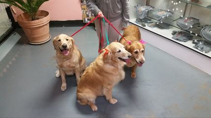 Dog Grooming — Three Brown Dogs on a Leash in El Paso, TX