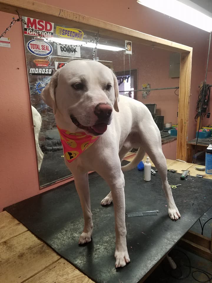 Dog Groomer El Paso, TX Dog’s Day Out