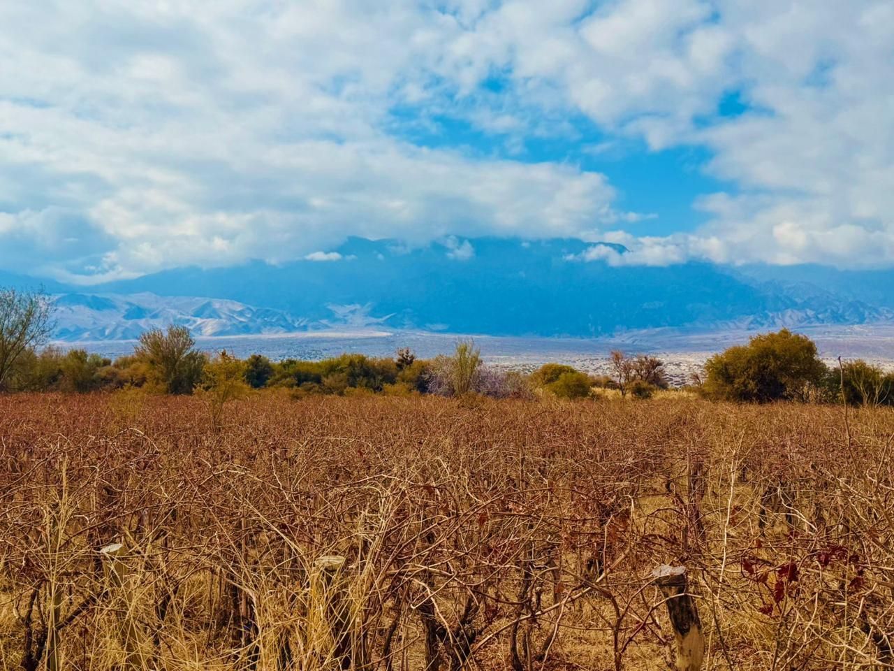 Campo seco de plantas marrones, línea de árboles, montañas bajo un cielo azul parcialmente nublado.