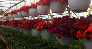 Annuals