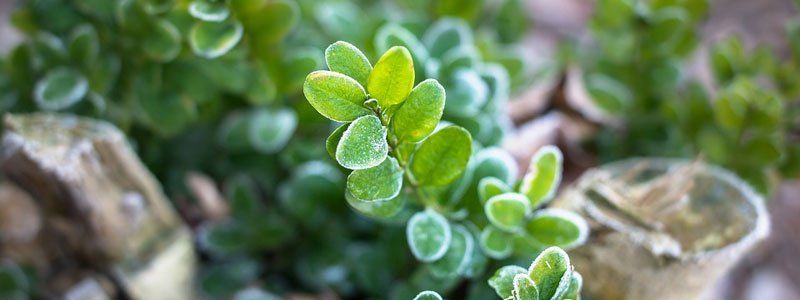 Broadleaf Evergreens