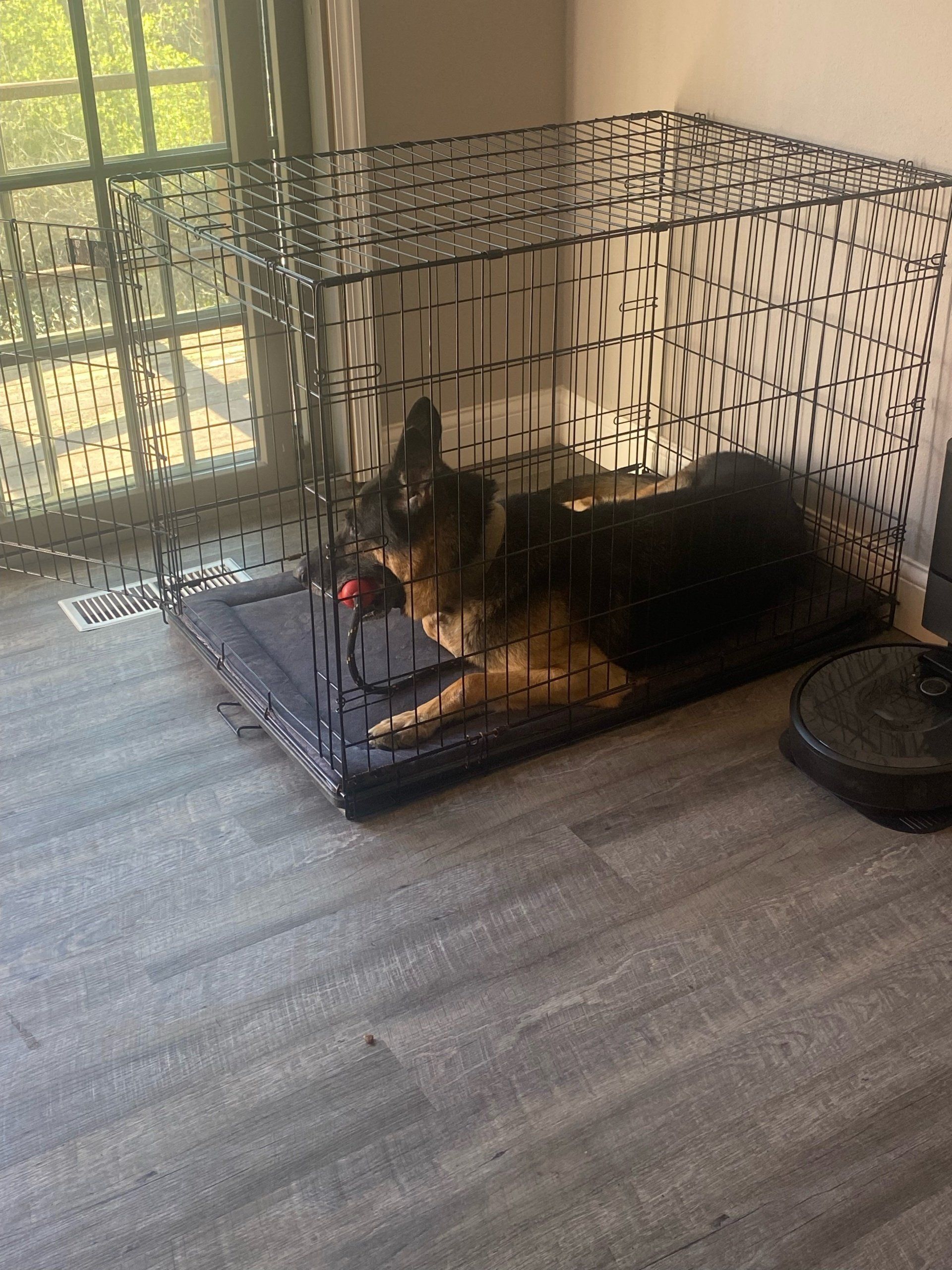 A german shepherd dog is laying in a cage in a living room.