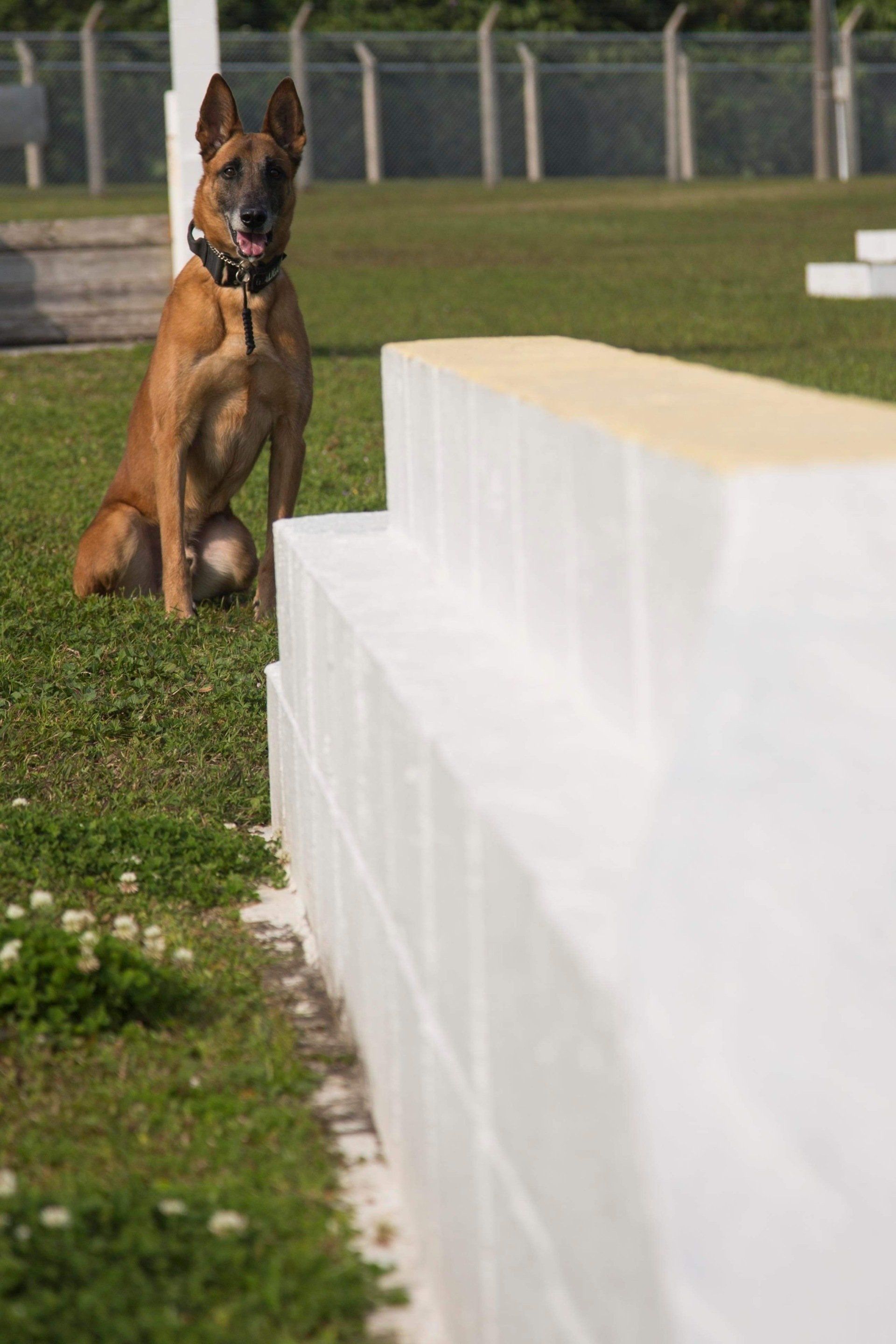 A brown dog is sitting next to a white brick wall.