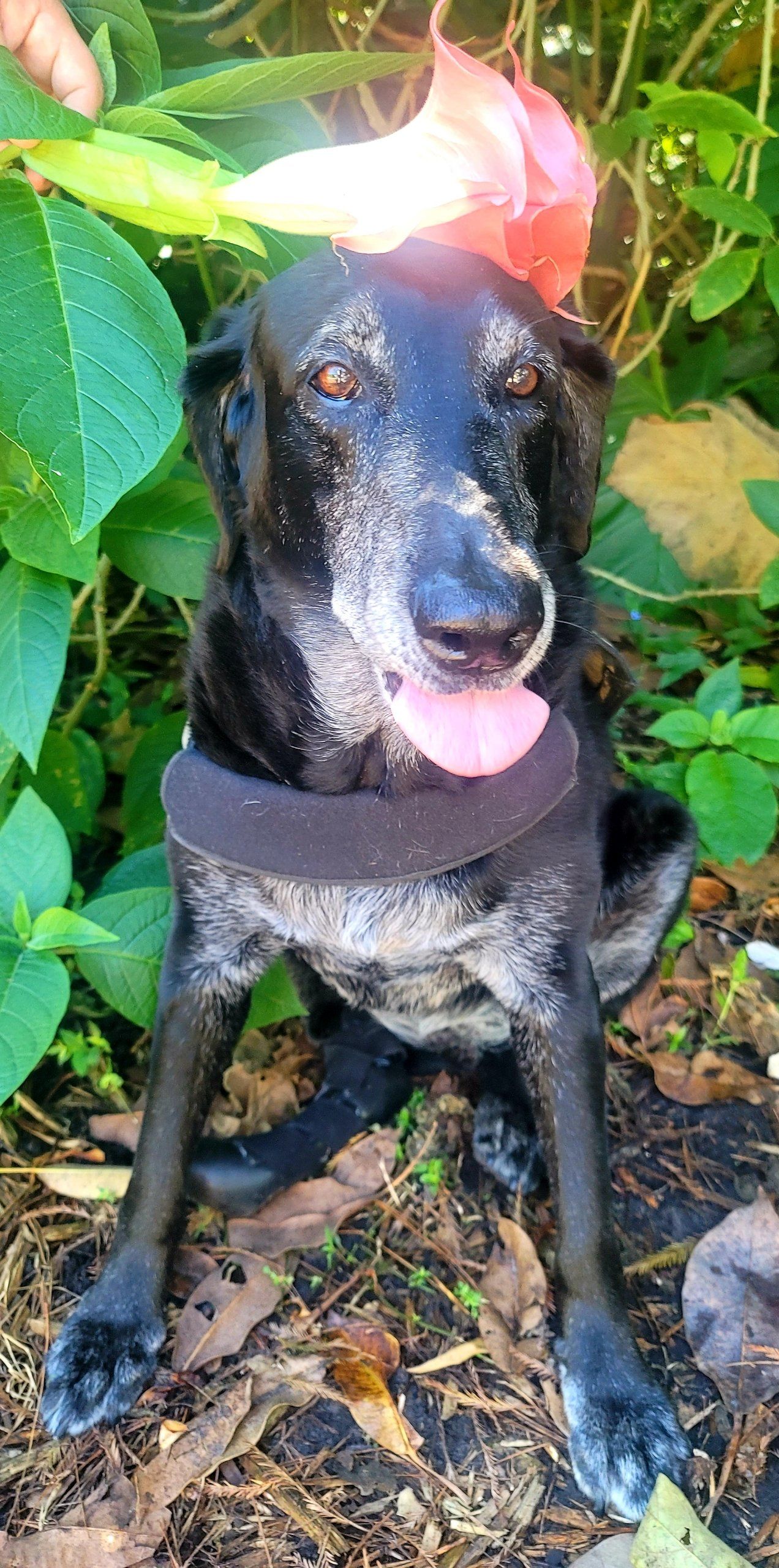A black dog with a flower on its head is sitting in the woods.