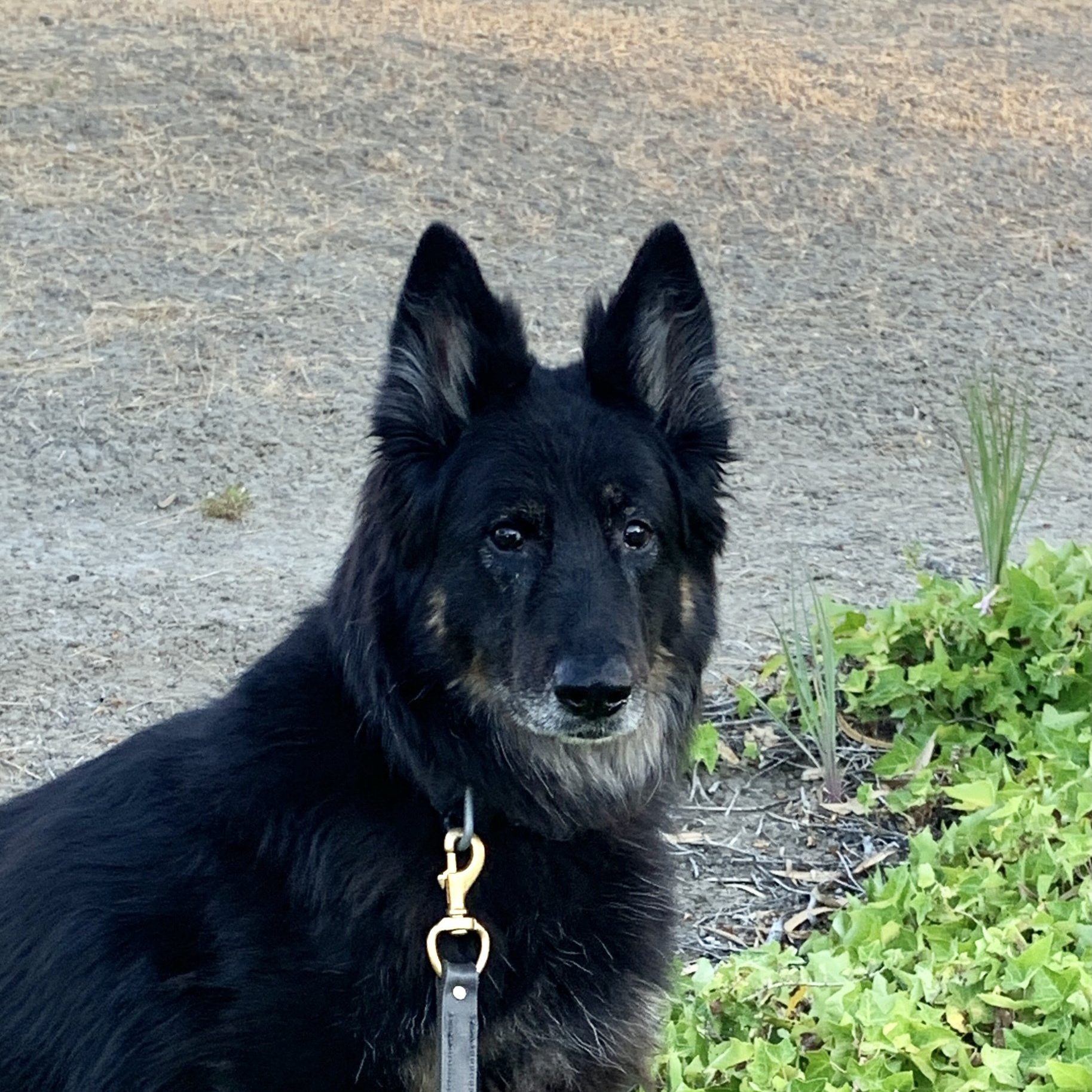 A black dog on a leash looking at the camera