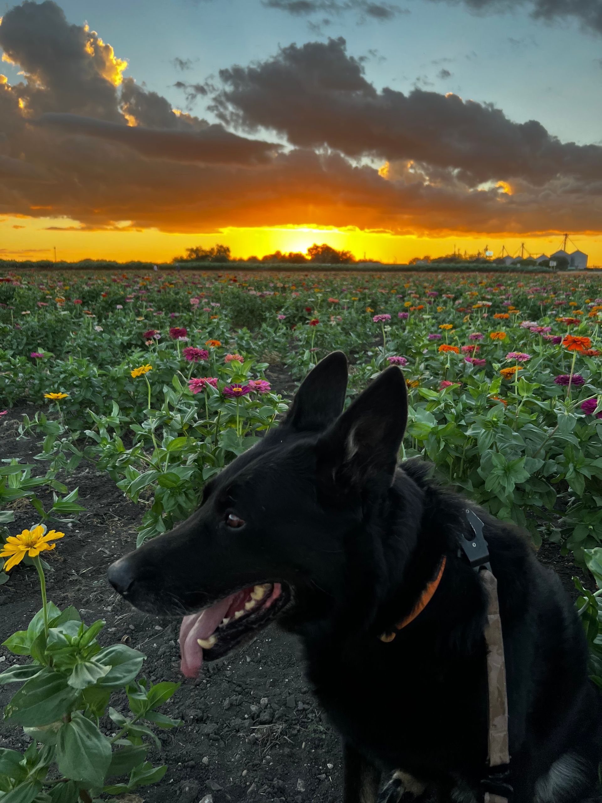 A black dog is standing in a field of flowers at sunset.