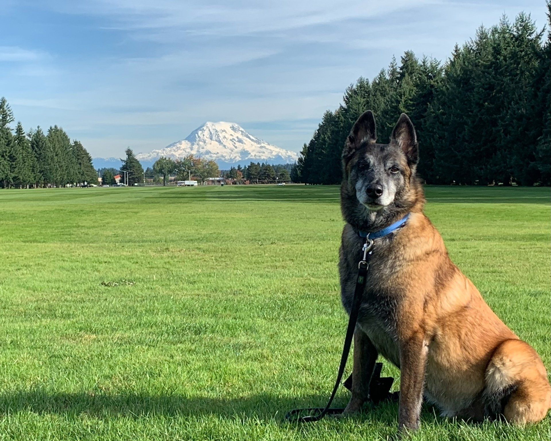 A dog is sitting in a grassy field with a mountain in the background.