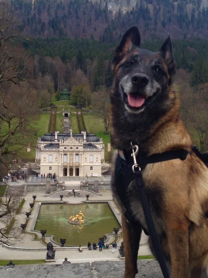 A dog is standing in front of a large building