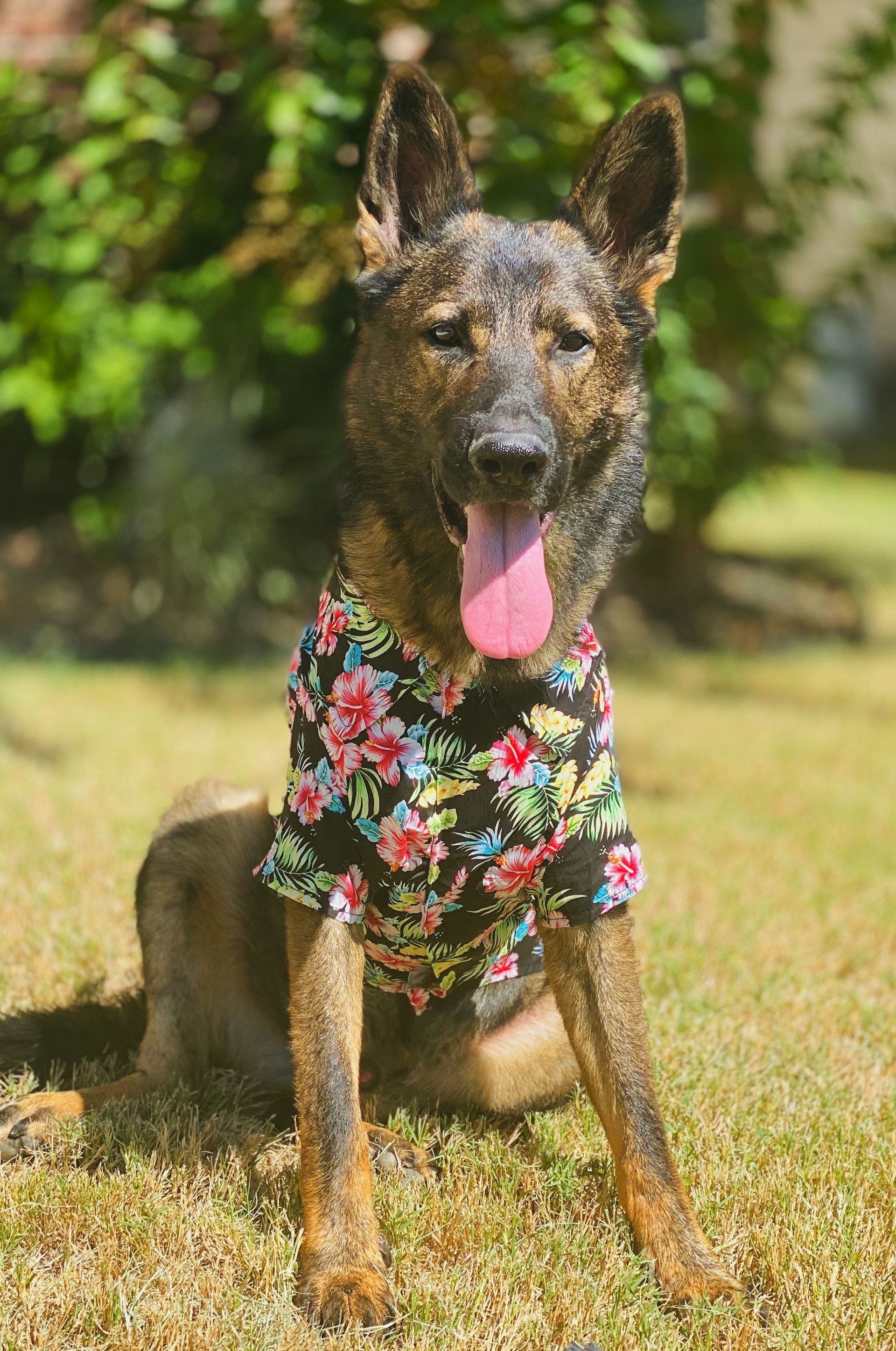 A german shepherd wearing a floral shirt is sitting in the grass.