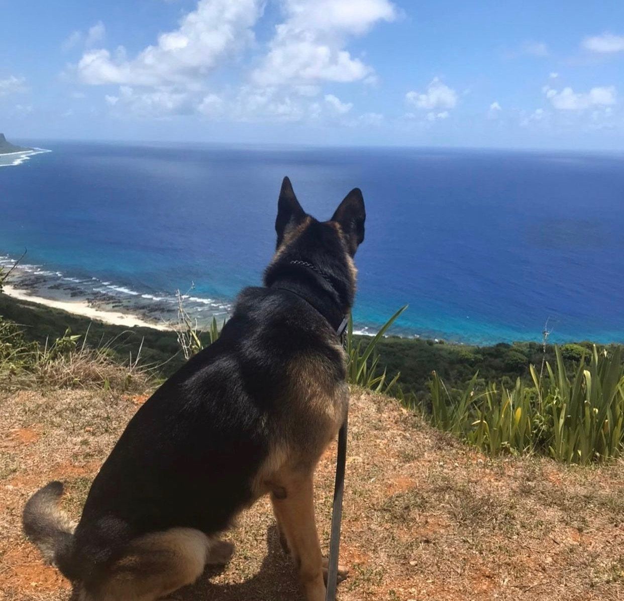 A dog sitting on top of a hill overlooking the ocean