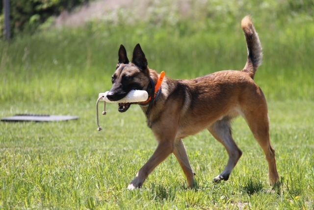 A dog is walking in the grass with a frisbee in its mouth.