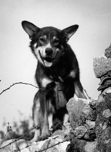 A black and white photo of a dog sitting on a rock.