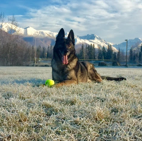 A dog laying in the grass with a tennis ball