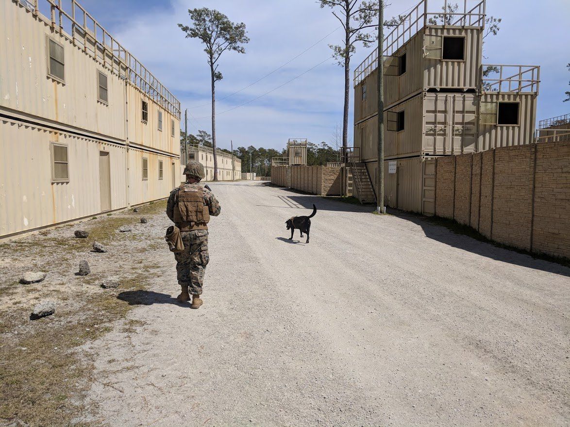 A man and a dog are walking down a dirt road.