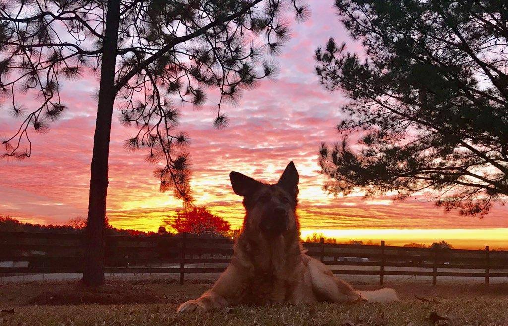 A german shepherd dog is laying on the ground in front of a sunset.