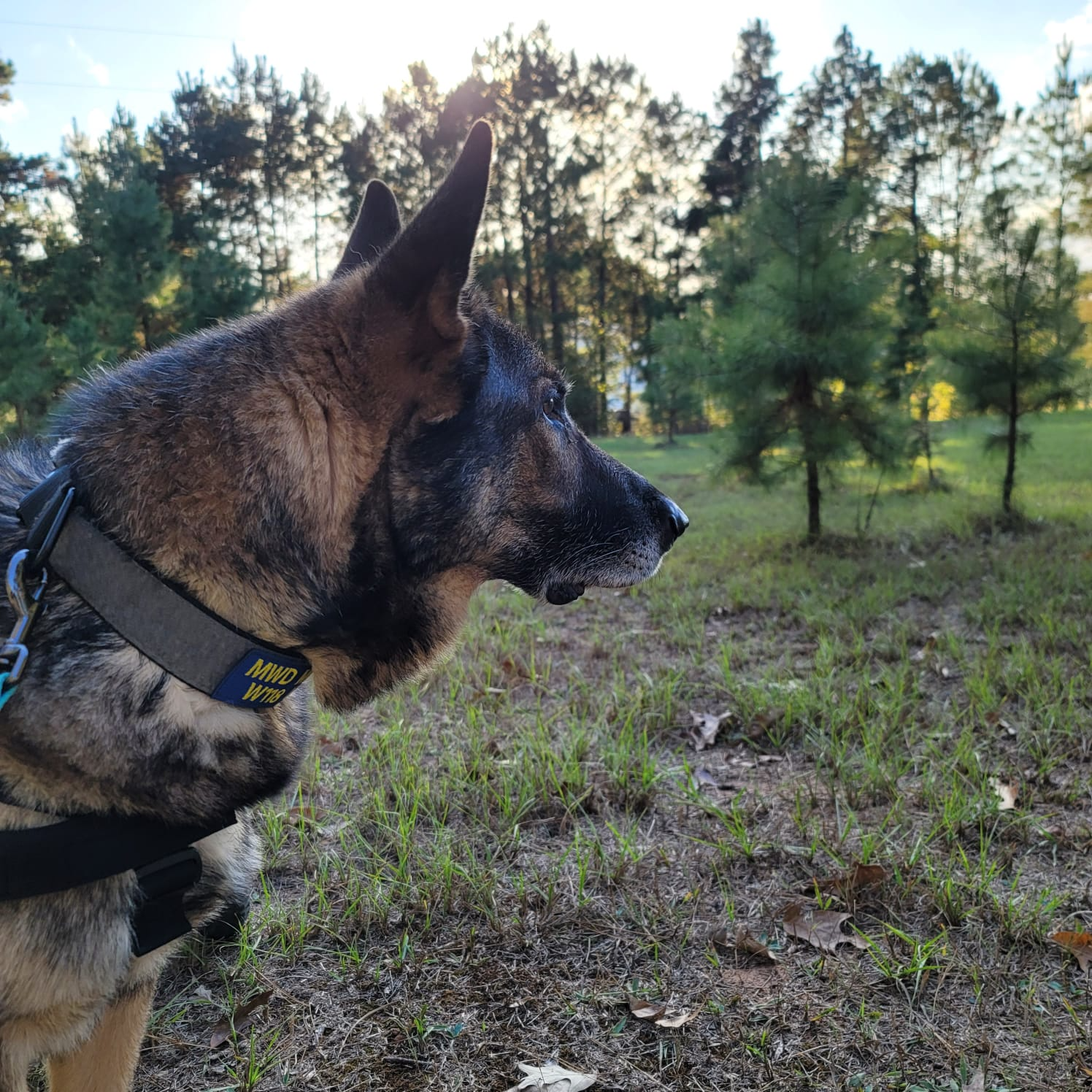 A german shepherd wearing a collar that says ' k9 ' on it