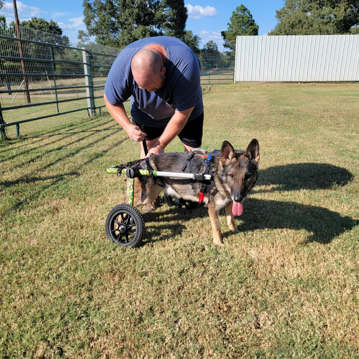 A man is pushing a dog in a wheelchair