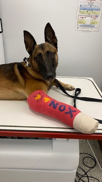 A dog with a cast on its leg that says nox
