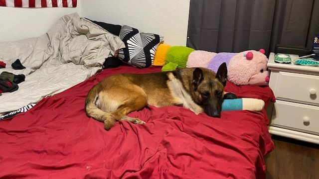 A dog is laying on a bed next to a stuffed animal.