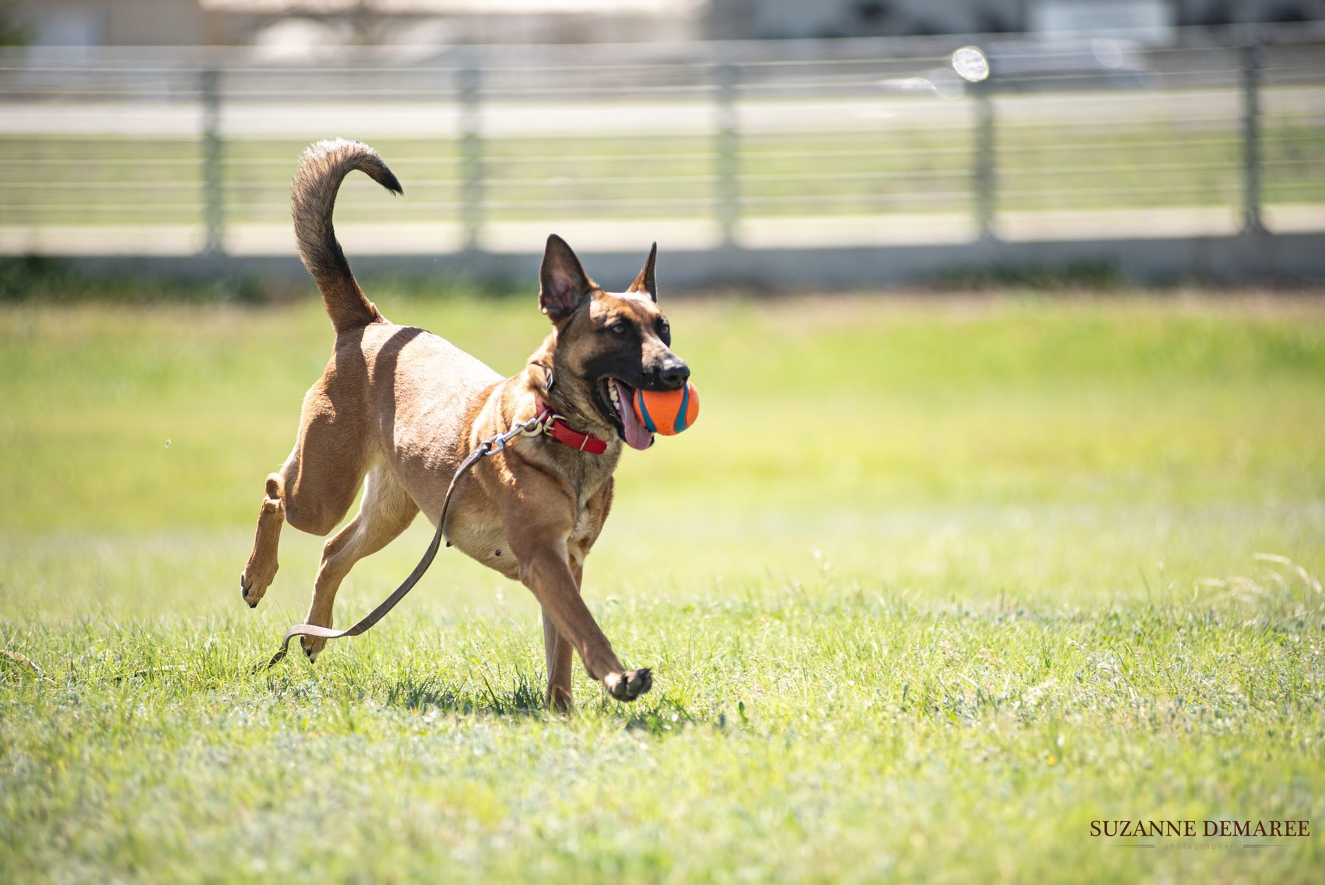 A dog is running with a ball in its mouth in a field.