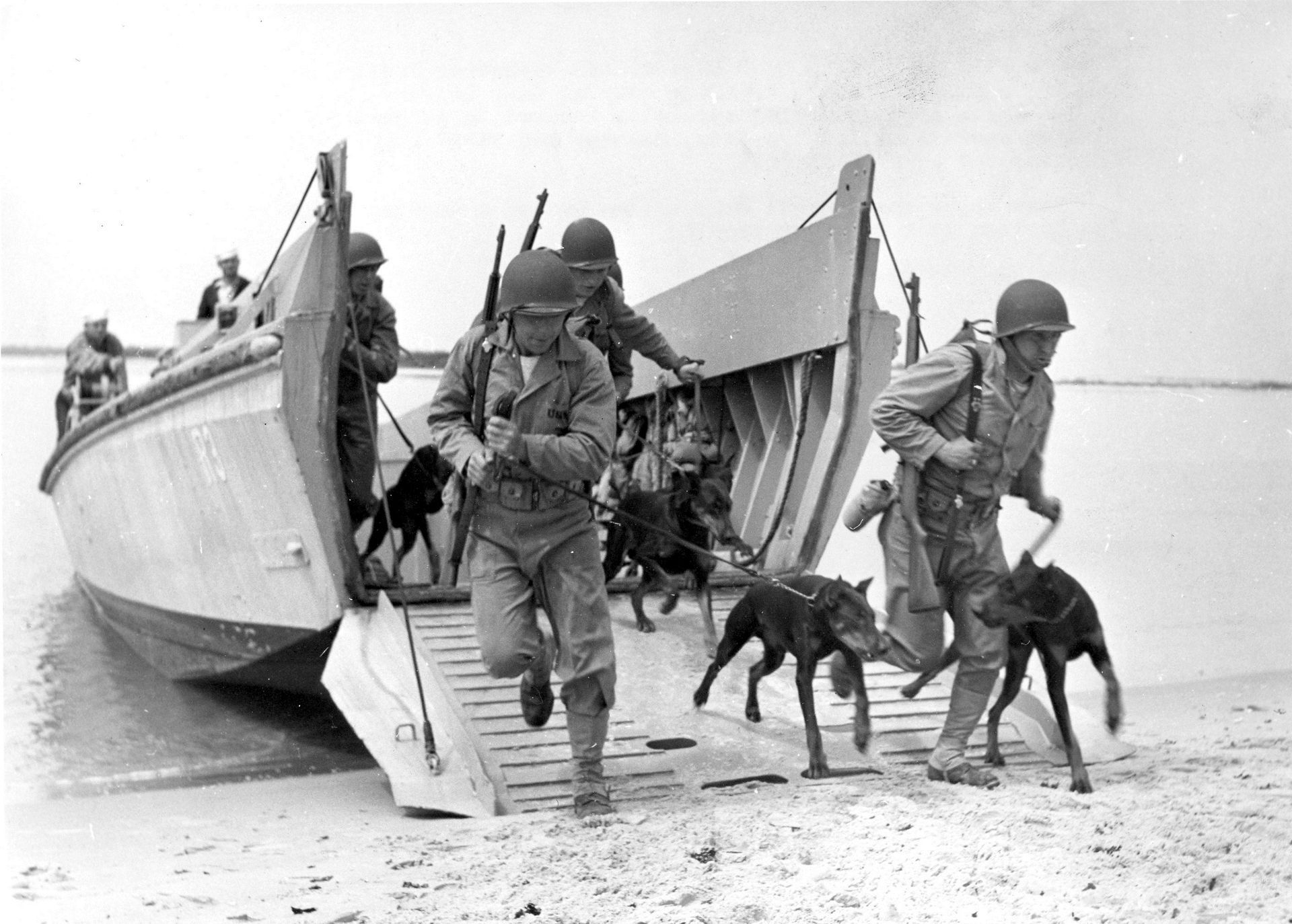 A black and white photo of soldiers and dogs coming out of a boat.