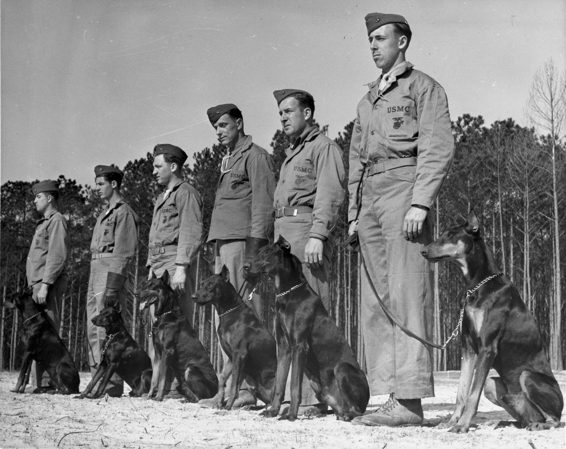 A black and white photo of soldiers and their dogs