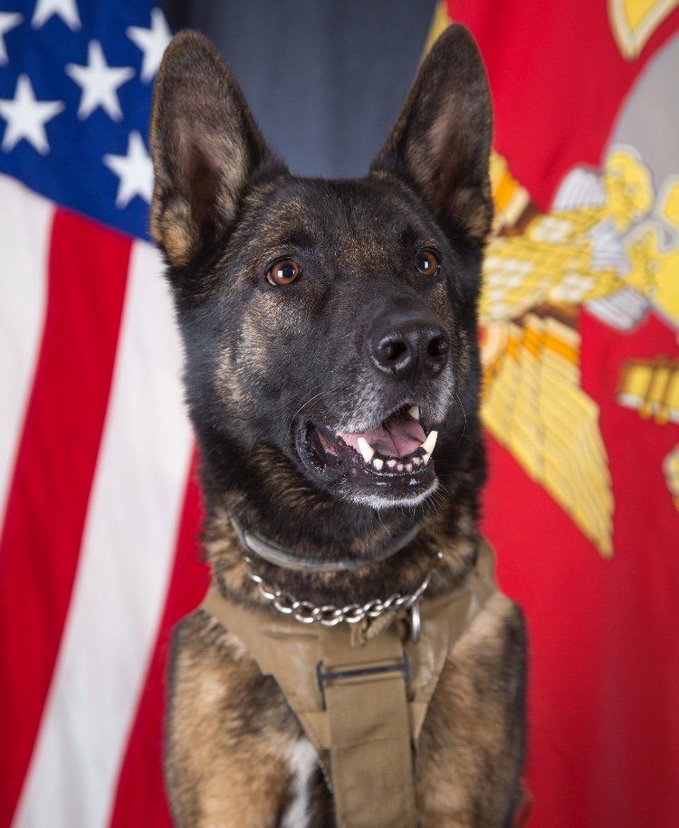 A german shepherd dog is sitting in front of an american flag.