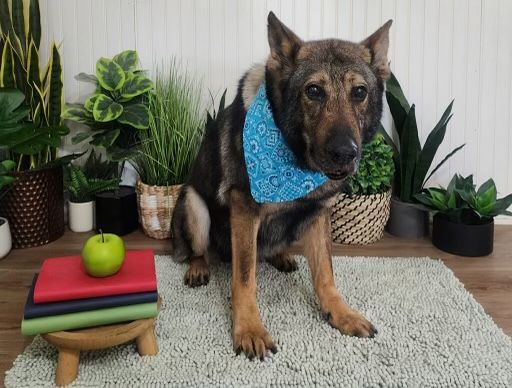 A dog wearing a bandana is sitting on a rug next to a stack of books and an apple.