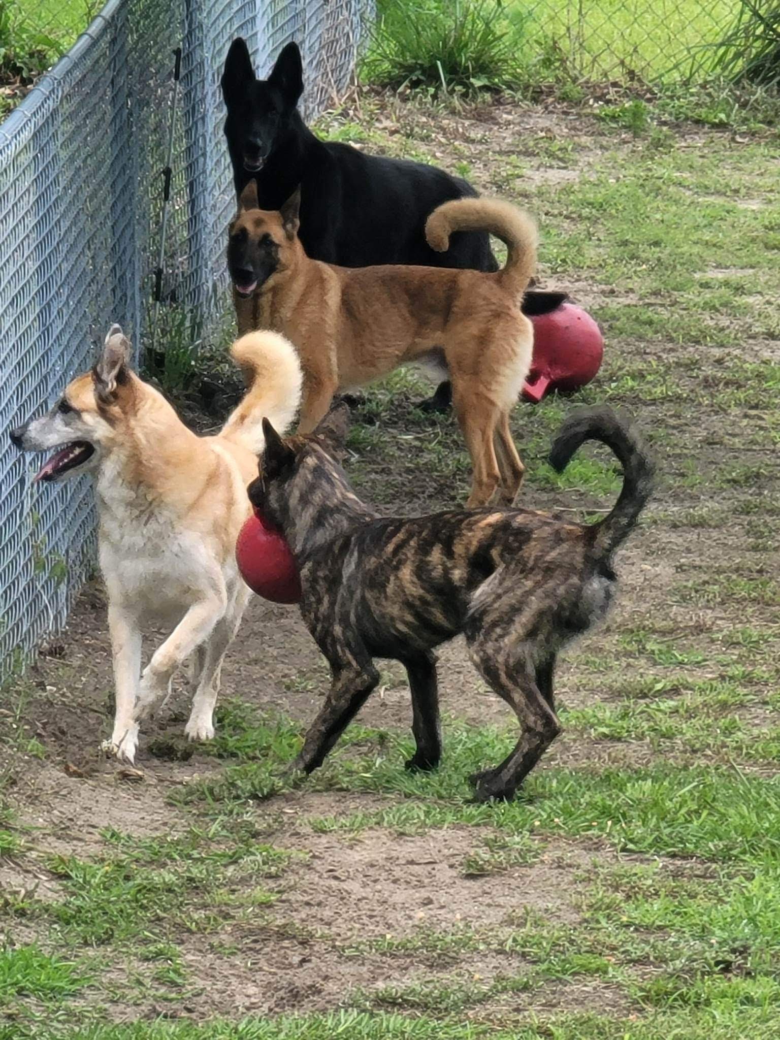 A group of dogs are playing in a grassy area next to a chain link fence.