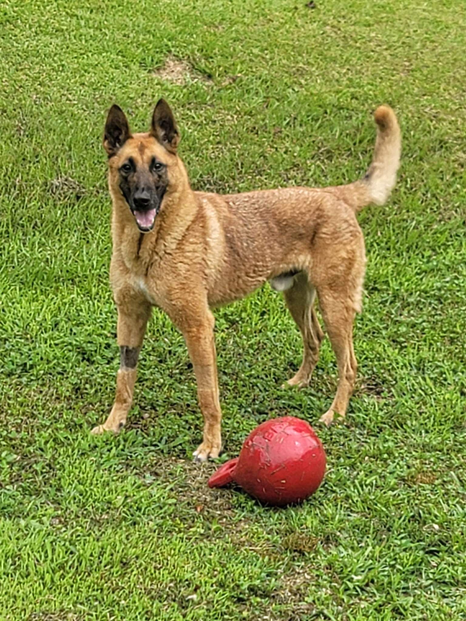 A brown dog is standing next to a red ball in the grass.