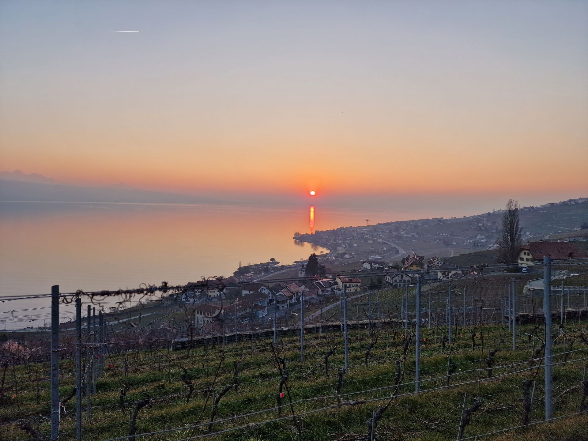 Un coucher de soleil sur un plan d'eau avec un vignoble au premier plan.