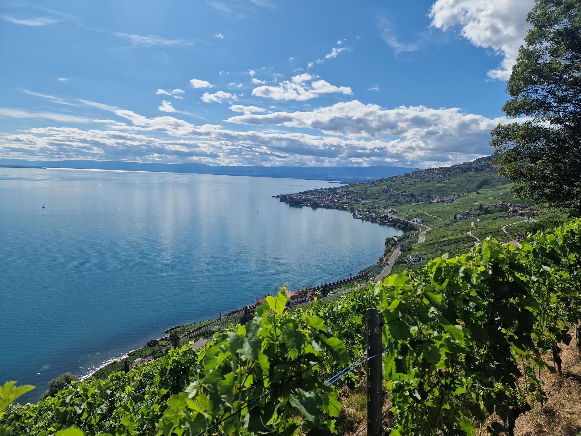 Une vue sur un lac depuis un vignoble par une journée ensoleillée.