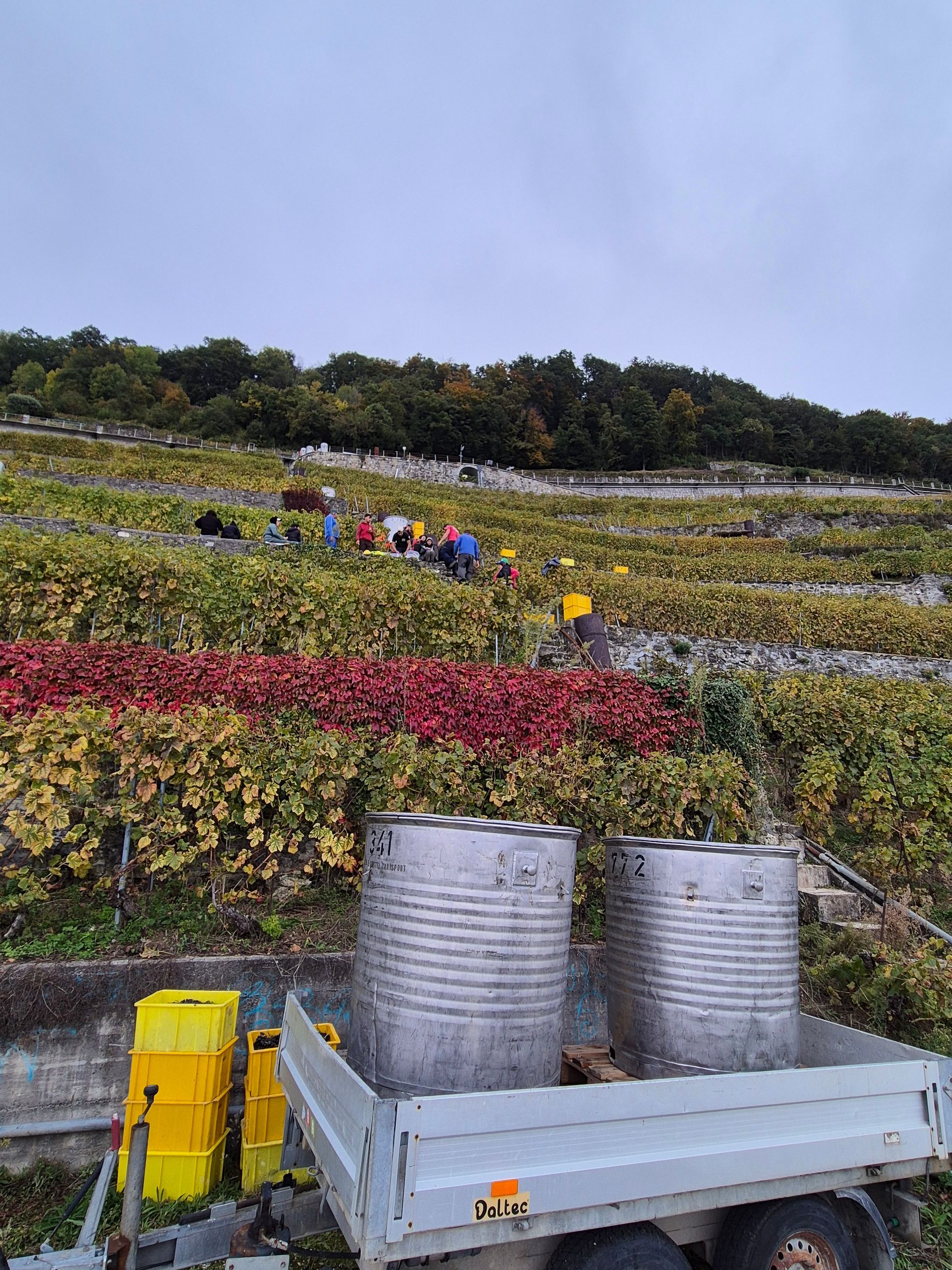 Un groupe de personnes cueillent des raisins dans un vignoble.