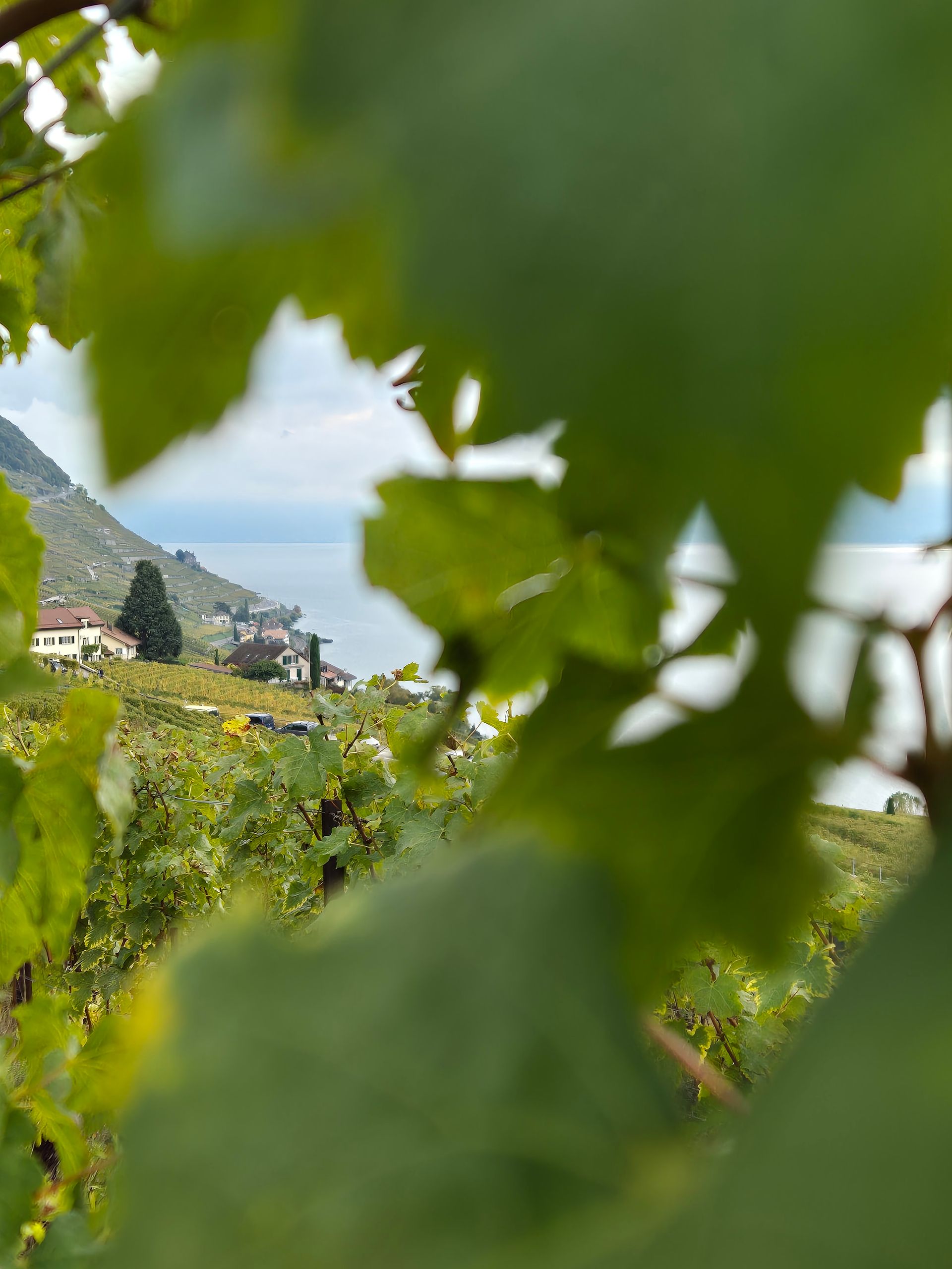 Une vue d'un vignoble à travers les feuilles d'un arbre.