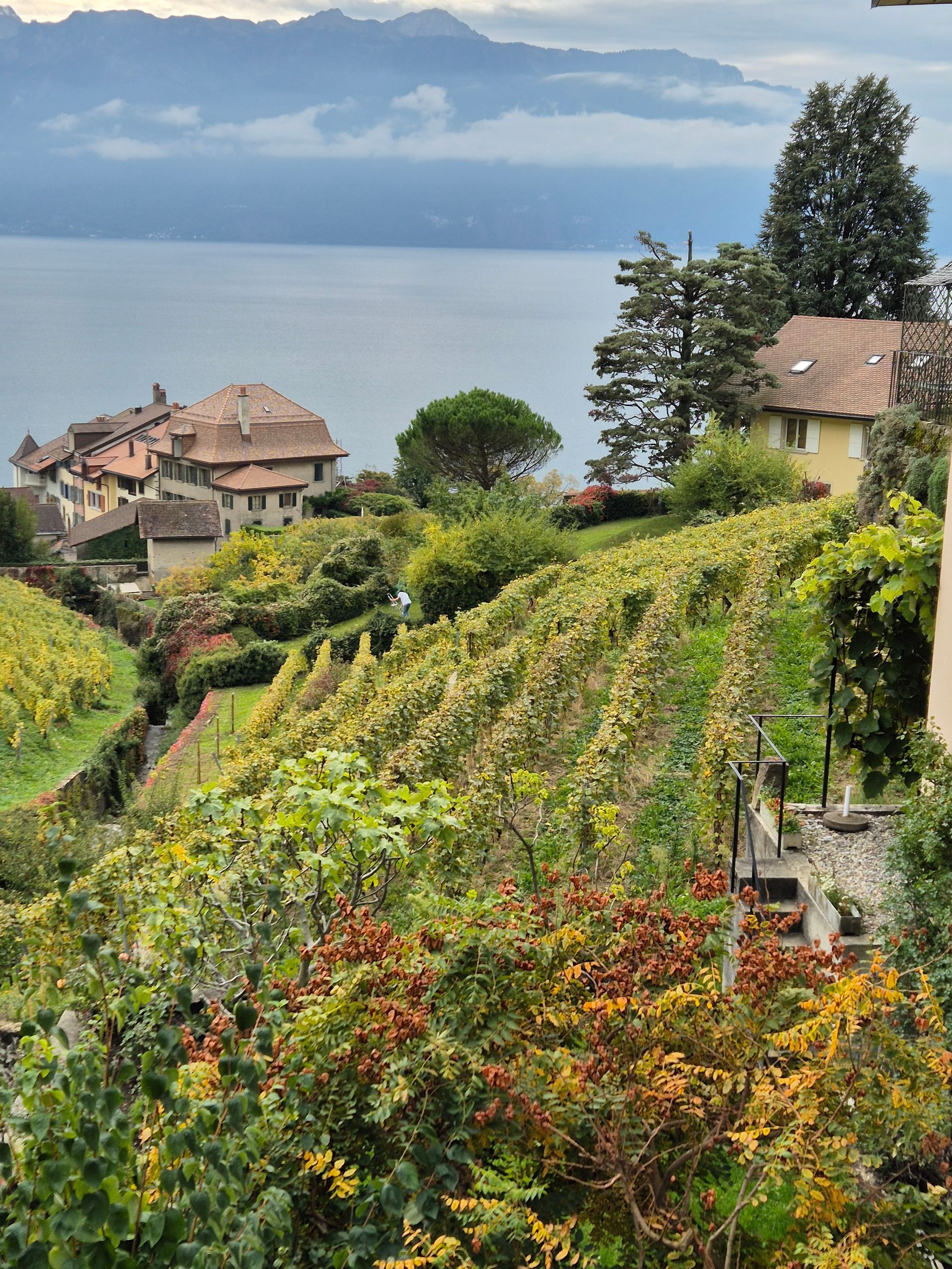 Une vue d'un vignoble avec un lac en arrière-plan