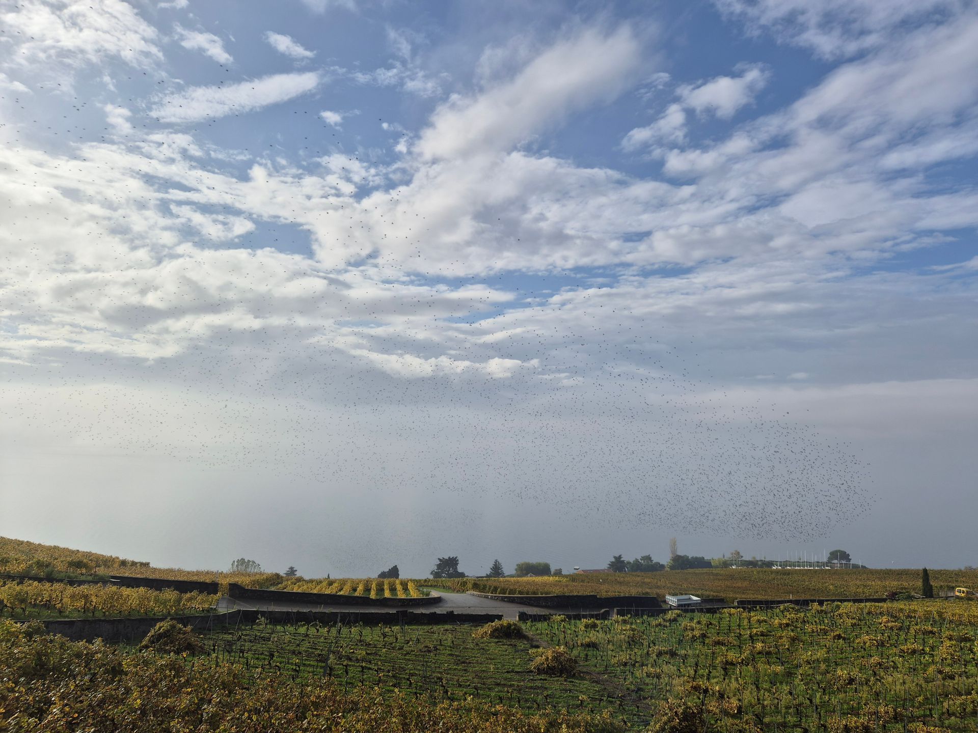 Une volée d'oiseaux vole au-dessus d'un champ de tournesols.