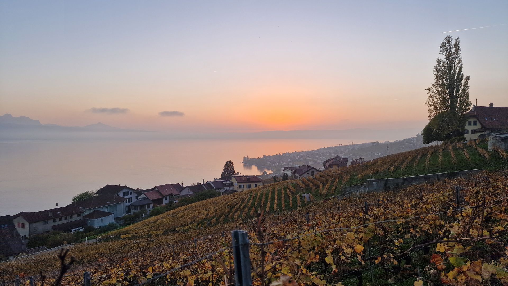 Un coucher de soleil sur un vignoble avec un plan d'eau en arrière-plan.