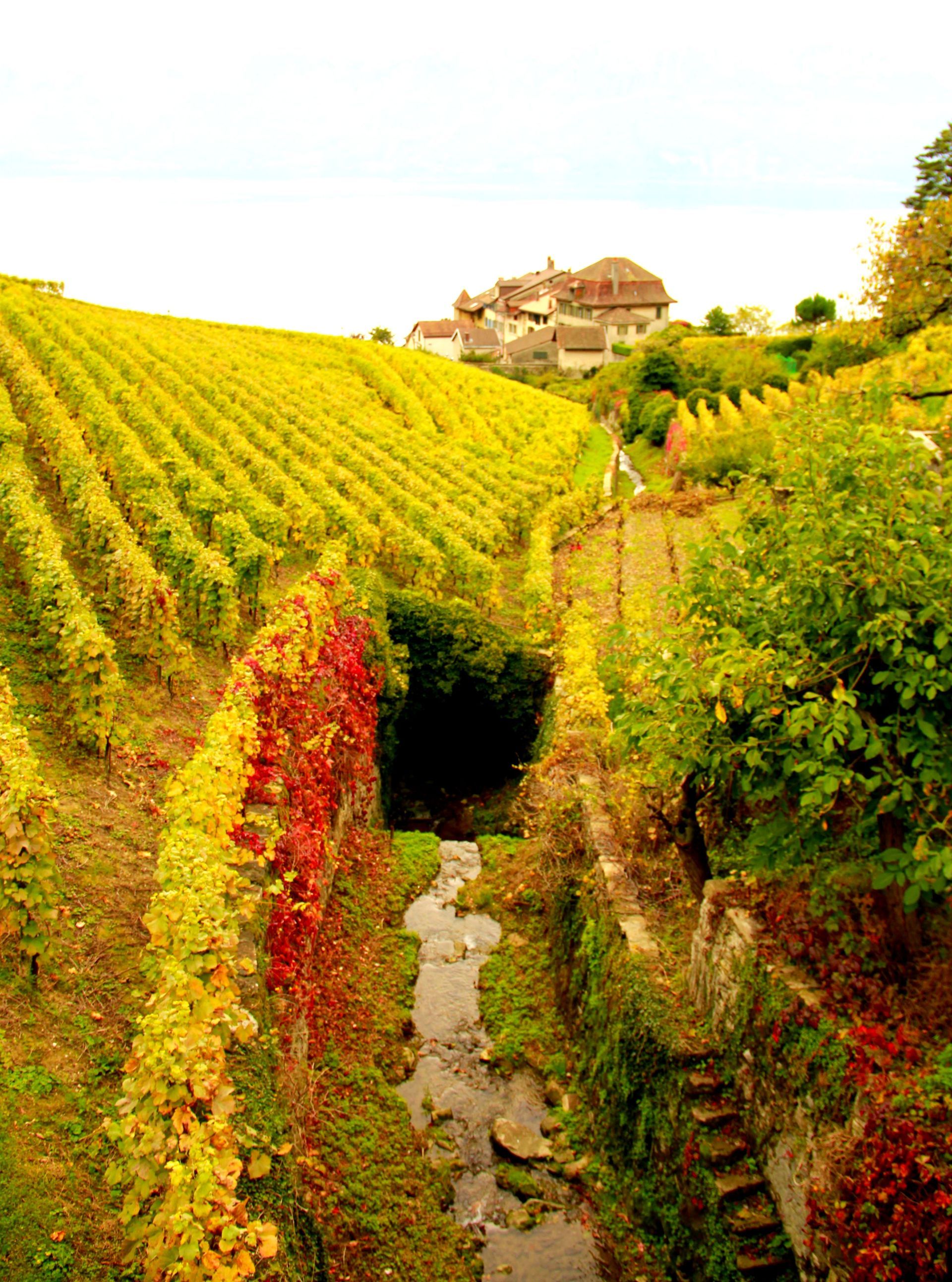 Un vignoble traversé par un ruisseau et une maison en arrière-plan.
